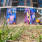 Mural Time Lapse